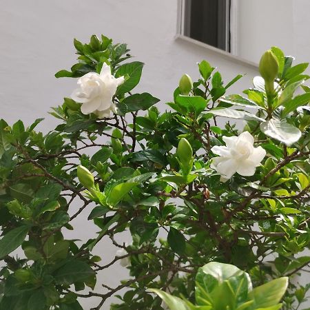 Η Ελπίδα Και Η Γιάννα Ξεκίνησαν Ένα Χώρο Cute Lägenhet Volos Exteriör bild